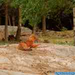 kolmarden-0262.jpg