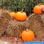 drouwenerzand-24-10-2019-010.jpg