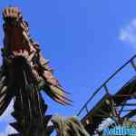 efteling-31-05-2022-043.jpg
