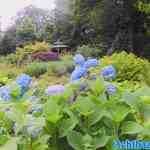 efteling-01-07-2022-097.jpg
