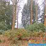 efteling-01-01-2020-044.jpg