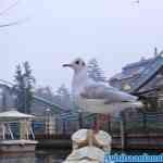 efteling-07-12-2020-070.jpg