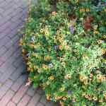 img-0884.jpg