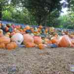 img-0353.jpg