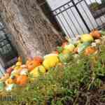 img-0783.jpg