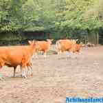 blijdorp-09-09-2020-059.jpg