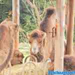 blijdorp-09-09-2020-062.jpg