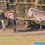 blijdorp-12-02-2022-169.jpg