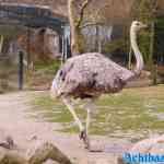 blijdorp-30-03-2022-075.jpg