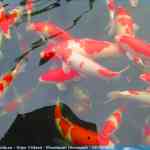 img-0950.jpg
