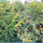 img-4106.jpg