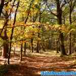 drouwenerzand-np-11-10-2018-0099.jpg