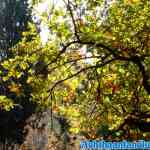 drouwenerzand-np-11-10-2018-0104.jpg