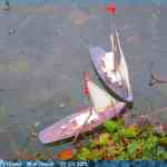 img-6532.jpg
